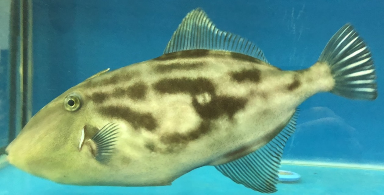 活活お魚 Com セール品