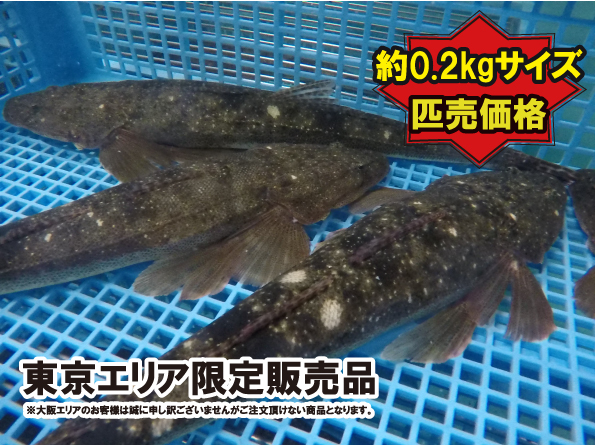 活活お魚 Com 活魚の簡単ショッピングサイト