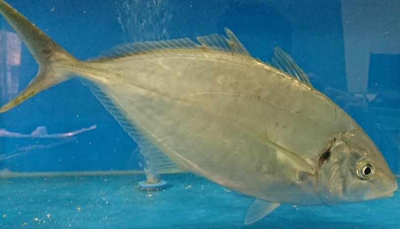 活活お魚 Com 活魚の簡単ショッピングサイト