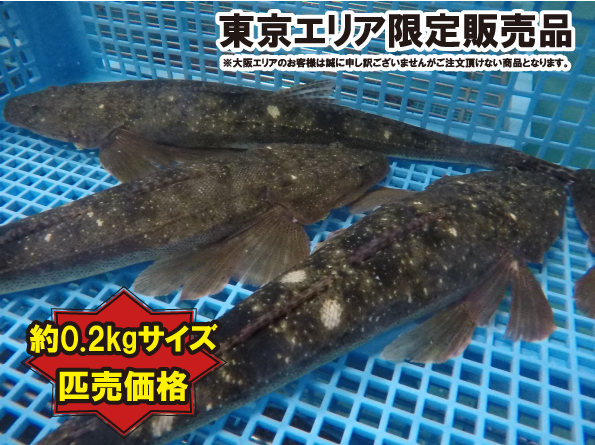 活活お魚 Com 本日のおすすめ